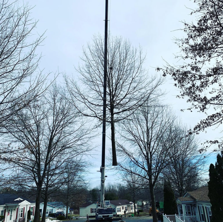 Gallery McCauley Tree & Landscaping