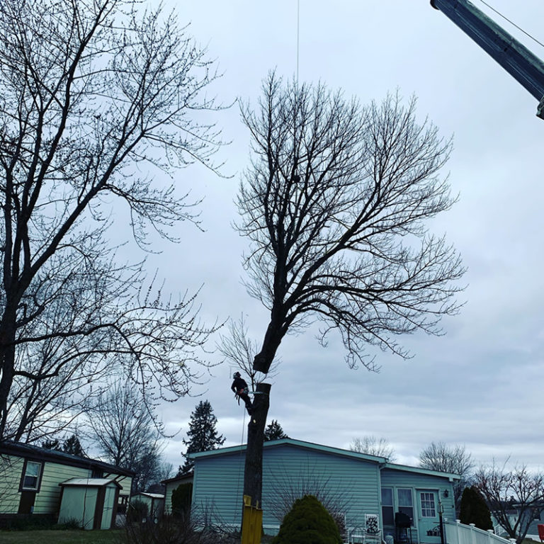 Gallery McCauley Tree & Landscaping